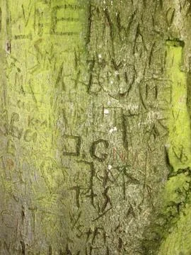 Initials Memory Carving in Bark on Old Tree Stock Photos