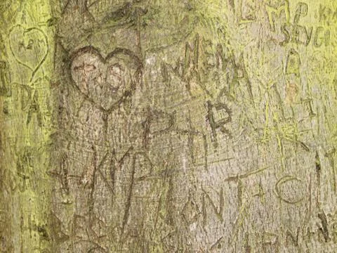 Initials Memory Carving in Bark on Old Tree Stock Photos