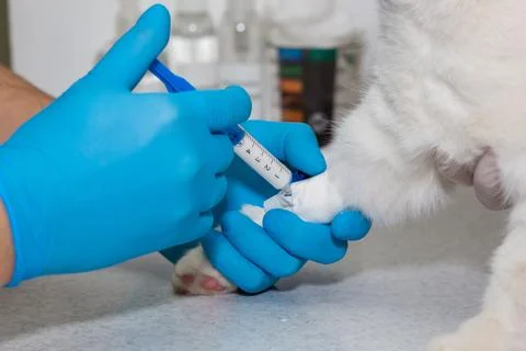 Inject anesthesia through a catheter, cat Stock Photos