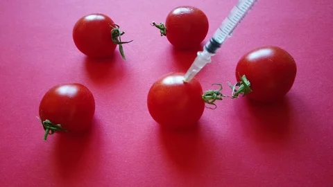 Injecting fluid in small tomato Video stock 124894603