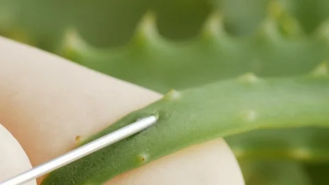 Injecting liquid into aloe leaf, genetic engineering, gmo, macro Stock Footage 108026800