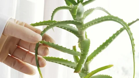 Injecting liquid into aloe leaf, genetic engineering, gmo, laboratory Stock Footage 108034069