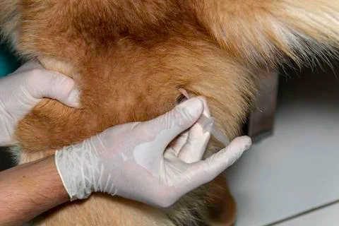 Injection given to a dog Stock Photos