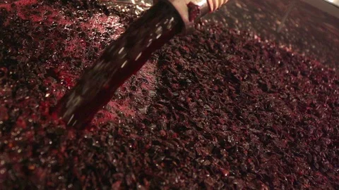 Injection of grape juice in fermentation tanks. Stock Footage 97705918