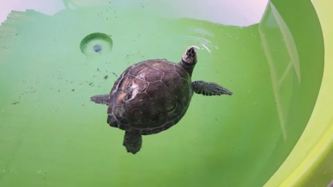 Injured and sick loggerhead turtle is undergoing rehabilitation Stock Footage 149733024