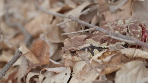 Injured Asiatic Toad (Bufo gargarizans) With Bleeding Leg Resting in Stock Footage 269104629