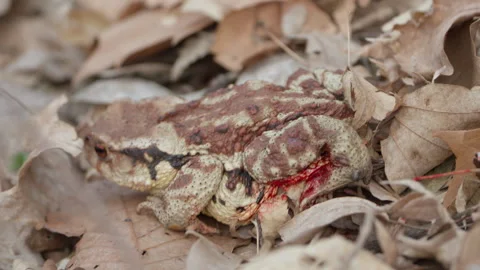 Injured Asiatic Toad (Bufo gargarizans) With Bleeding Leg Crawls in Fallen Stock Footage 270116138