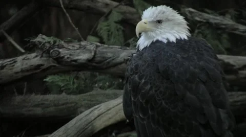 Injured Bald Eagle Video stock 948503