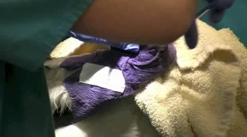 Injured bird Stock Footage 11386182