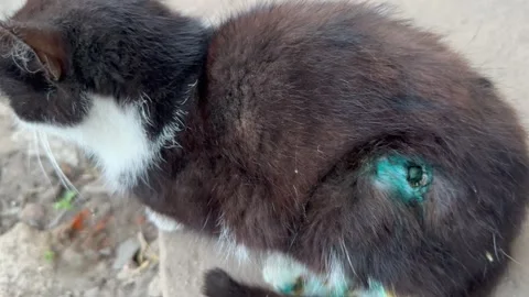 Injured cat Stock Footage 245628007