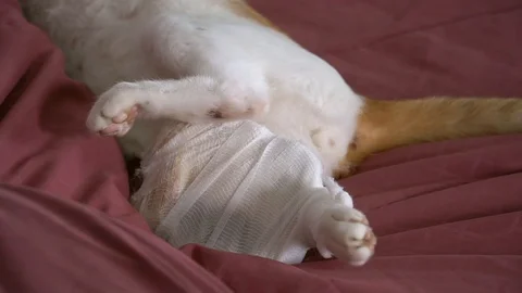 Injured Cat's Leg with Bandage Stock Video Pond5