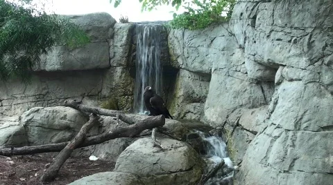 Injured eagle 库存影片 643386