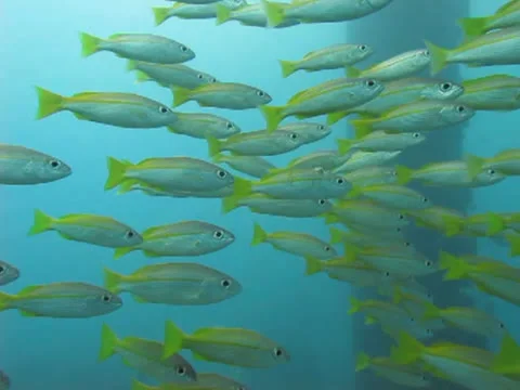 Injured fish Stock Footage 26401634