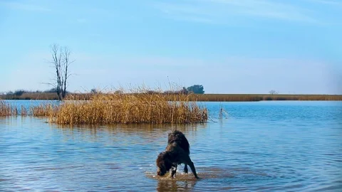 Injured german pointer (wire hair) playfully limps around as he chases his Stock Footage 102752055