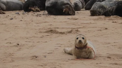Injured Grey seals on horsey beach Norfolk Stock Footage