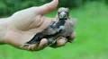 Injured Hawfinch (Coccothraustes Coccothraustes) posing for photos. HD Footage