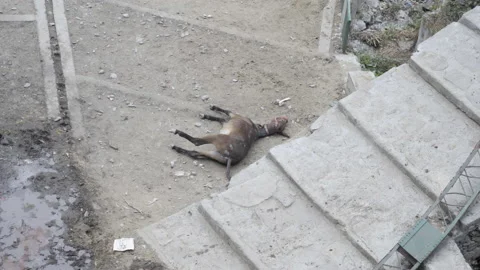 An injured mule Stock Footage 143901845