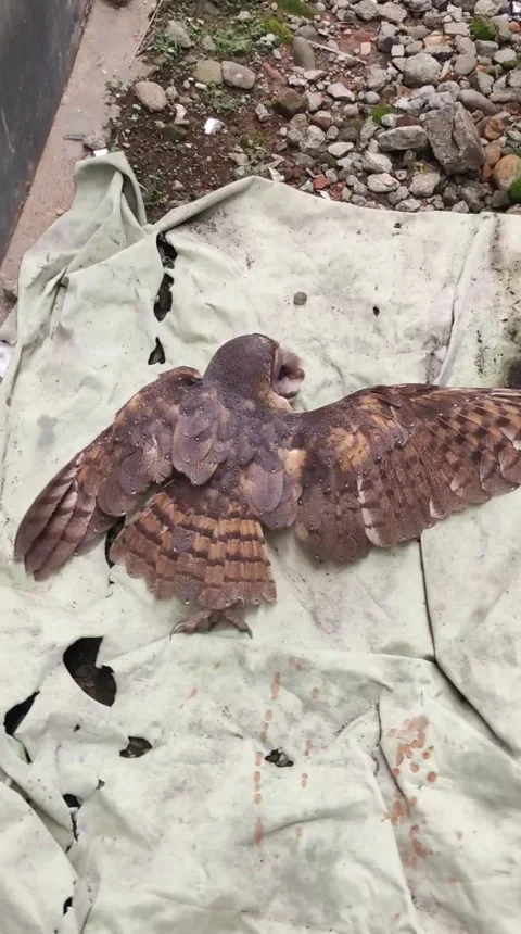 Injured owl Stock Footage 271317122