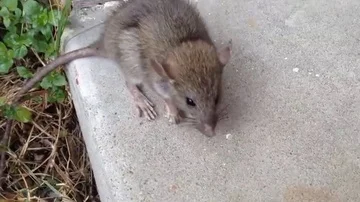 Injured rat Stock Footage 86016723