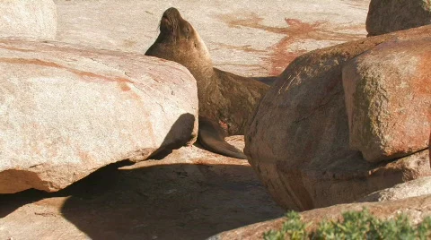 Injured Sea Lion Stock Footage