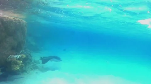 Injured Spotted Eagle Ray with Remora Swimming in Shallow Lagoon Stock Footage 343728223