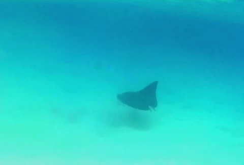 Injured Spotted Eagle Ray Swimming Without a Tail in a Lagoon 库存影片 343728256