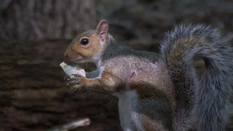 Injured squirrel eats a mushroom1 Stock Footage 95285799