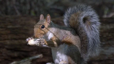 Injured squirrel eats a mushroom2 動画素材 95285888