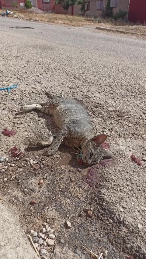 Injured Stray Cat Lying on the Ground Stock Footage 337027916