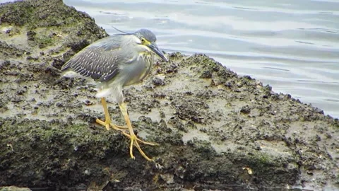 Injured Striated Heron Limping while Searching Hard for Food Vol.01 Stock-Footage 336471906