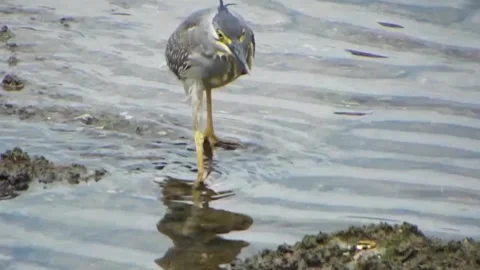 Injured Striated Heron Limping while Searching Hard for Food Vol.02 Vidéo 337694785