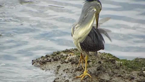Injured Striated Heron Limping while Searching Hard for Food Vol.03 The crest！ Stock-Footage 337694805