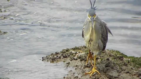 Injured Striated Heron Limping while Searching Hard for Food Vol.04 windy crest! Vidéo 337694823