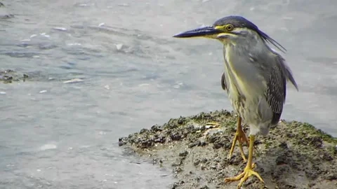 Injured Striated Heron Limping while Searching Hard for Food Vol.05 Stock-Footage 337694850