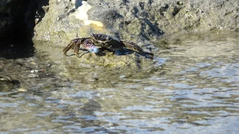 Injured striped shore crab with one claw feeding on the stone near the water, Stock Footage 124153353