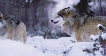 Injured wolf in pack standing in winter forest Stock Footage 86129388