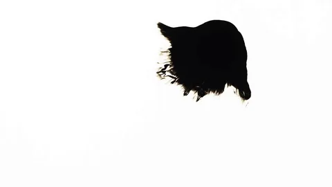Ink Bleeds. Ink Blots. Drops. Stock Footage 79806384
