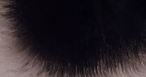 Ink blob wet splatter black gray fluid spread Stock Footage 318617058
