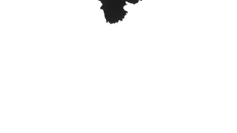 Ink Bloom on white Ink bleed Bloom. Stock Footage 102290468