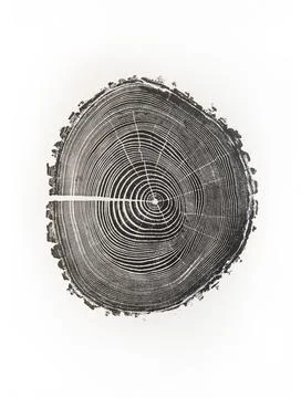 Ink on Canvas, Tree Ring relief print of an Ash Tree cross section. Stock Illustration