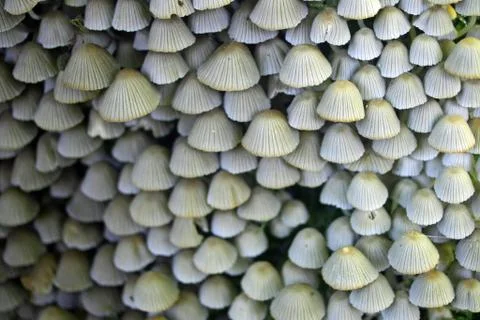 Ink cap mushrooms Stock Photos