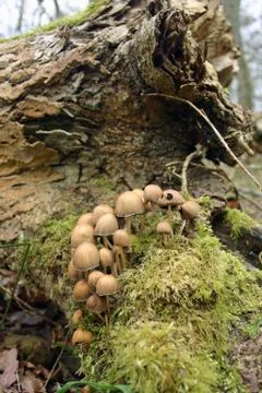 Ink cap mushrooms Stock Photos