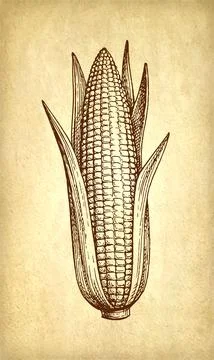 Ink drawing of corn. Stock Illustration