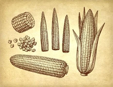 Ink drawing of corn. Stock Illustration