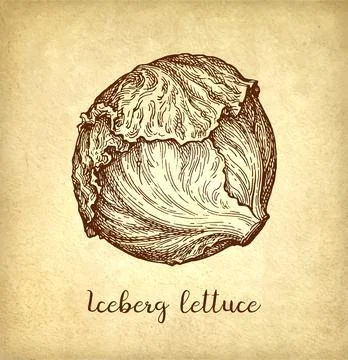 Ink drawing of lettuce. Stock Illustration