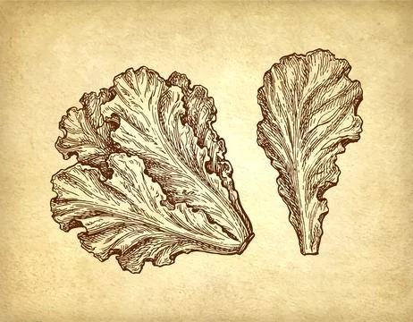 Ink drawing of lettuce. Stock Illustration