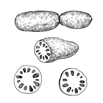 Ink drawing of lotus root. Vector black and white illustration. Stock Illustration