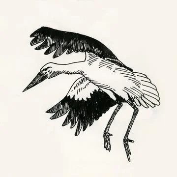 Ink drawing of a stork Stock Illustration
