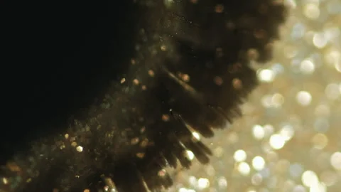 Ink drop paint splatter black golden bokeh light Stock Footage 282689080