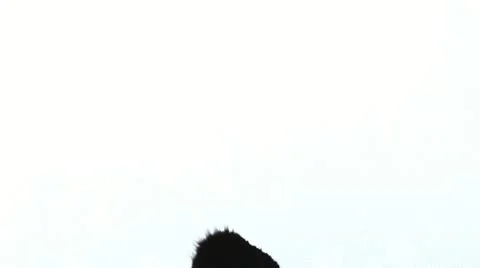 Ink Drops 库存影片 11307731